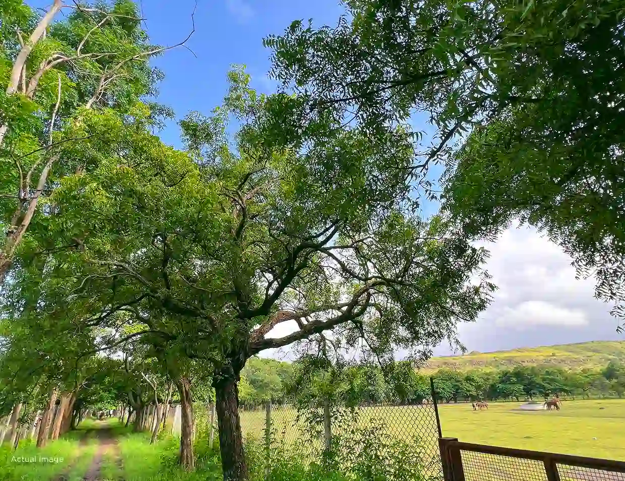 Treetopia Biophilic Villa Plots Natural Terrain Purandar